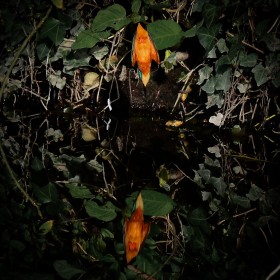 Reflections before the Kill