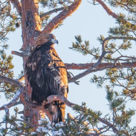 Golden Eagle