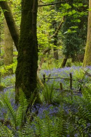 Devils Glen 1