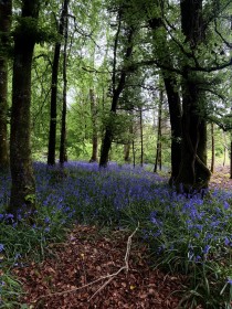 Bluebell woods Co Roscommon
