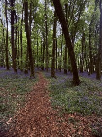 Bluebell woods