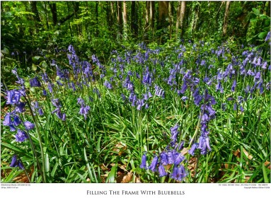 Filling The Frame With Bluebells
