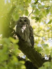 Tawny Owl
