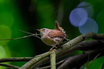 Wren