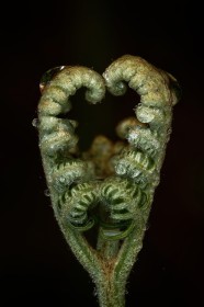 Green heart