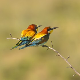 Bee-eaters at the Chachuna Reserve, which borders Azerbaijan to the east/southeast and is situated within the Dedoplistskaro Municipality in the Kakheti region of southeastern Georgia, running along the Iori River floodplains and the Dalis-Mta Reservoir.