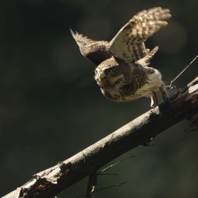 Pygmy owl launch