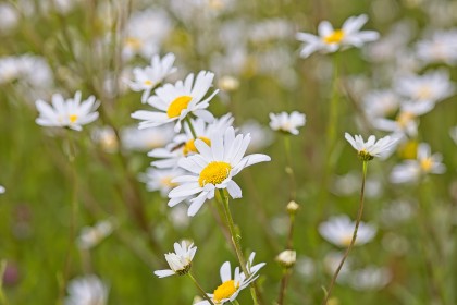 Oxeye Daisies