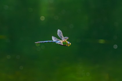 Emperor Dragonfly