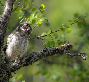Owlet calling to be fed