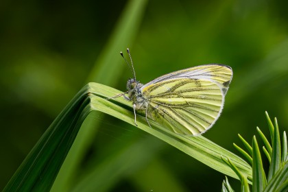 Green-veined White butterfly