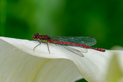 Red Damselfly