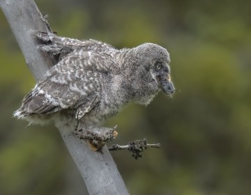 Wild Great Grey Owl fledgling