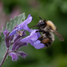 Bee feeding