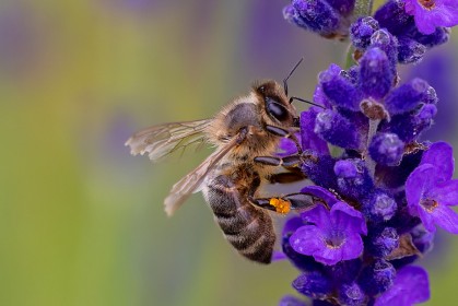 Bee on flower