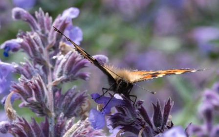 Small Tortoiseshell Butterfly