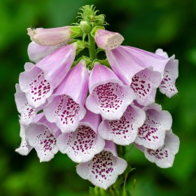 Digitalis Purpurea