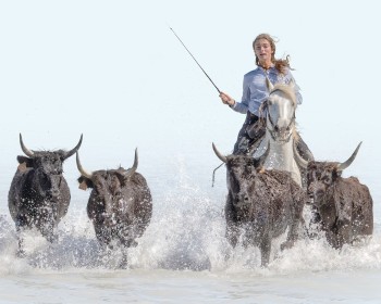 Camargue Cattle