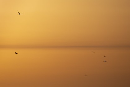 Golden dawn