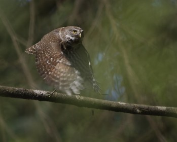 Wild Pygmy owl taking off