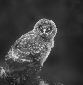 Wild Great Grey Owlet deep in the Forest waiting for Dad to bring a mouse