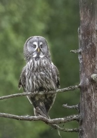 Tired Wild Female Great Grey Owl