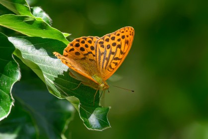 Silver-washed Fritillary