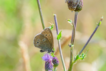 Ringlet butterfly