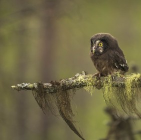 Wild Boreal Owlet-Tengmalm’s Owl