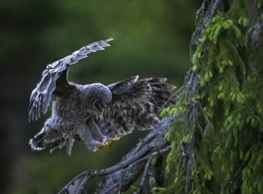 Wild Great Grey Owlet learning to Fly