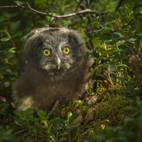 Wild Boreal Owlet snuggled deep in the forest floor