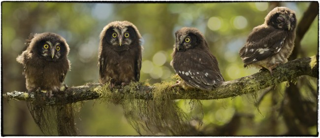 The Wild Boreal Owlet Family waiting to be fed