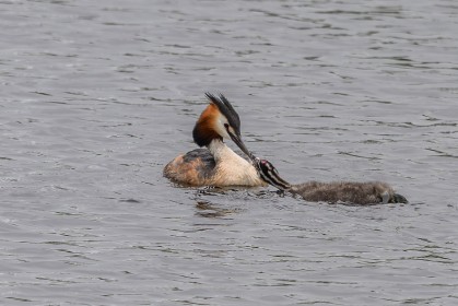 Great Crested Grebe