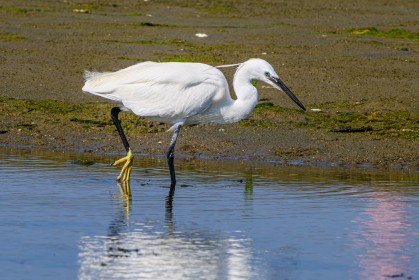 Egret