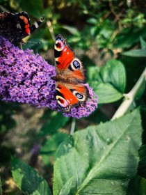 Peacock butterfly