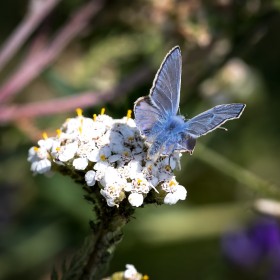 butterfly 9