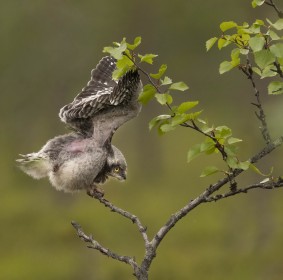 Northern Hawk Owlet testing its wings