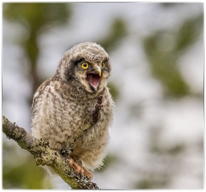 Is it a Hawk or an Owl? Its a Northern Hawk Owlet