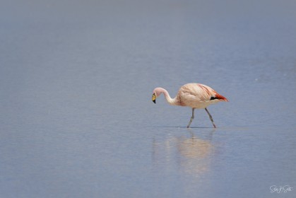 Another James' flamingo
