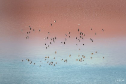 Andean Avocats over Laguna Colorada