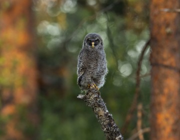 Wild Great Grey Owlet - well fed at sunrise