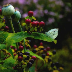 Mount Usher Gardens