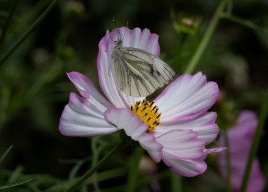 Mount Usher Gardens