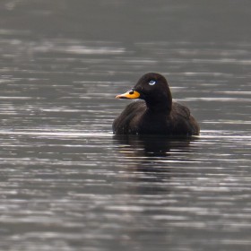 Velvet Scoter Duck- Vulnerable list