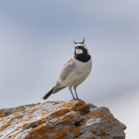 Horned Lark, Georgia GE