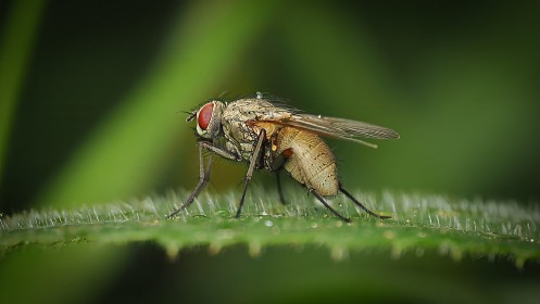 Helina impuncta