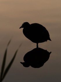 Coot photoshoot