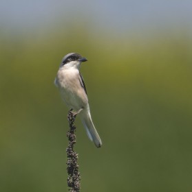 Lesser Grey Shrike (Lanius minor) Southeastern Georgia