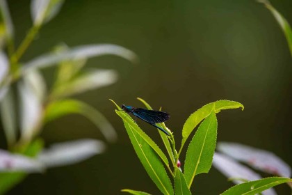 Altamont Gardens by Ger Halpin