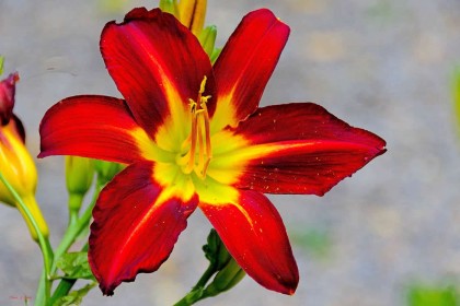 Altamount Gardens Yellow on Red by Pat Divilly
